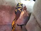 Honeybee Motorhome Image 10