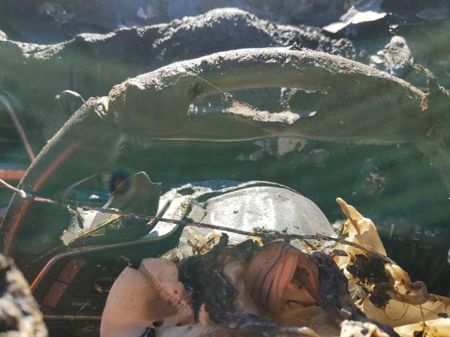 Subaru Forester Premium Image 7